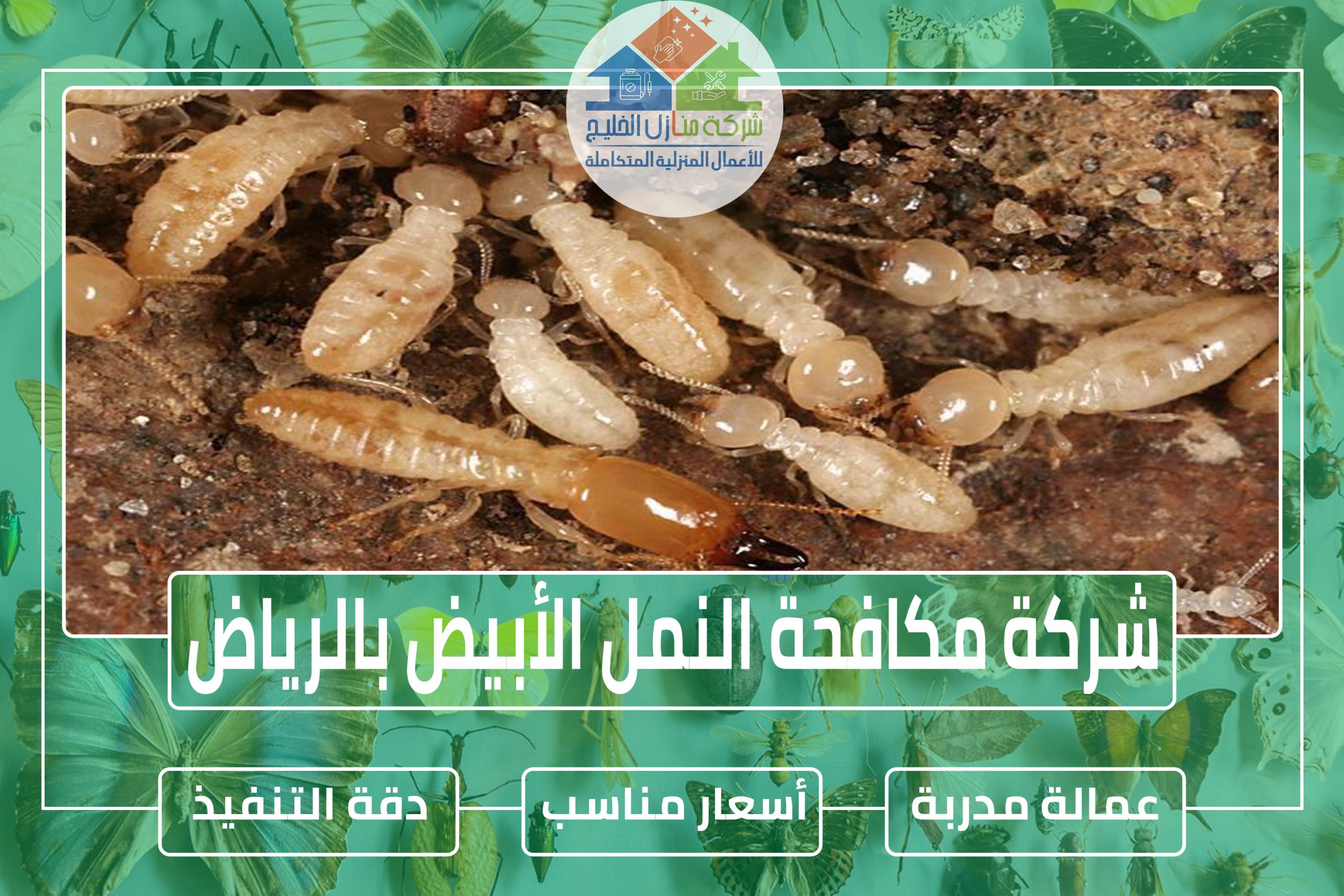 شركة مكافحة النمل الأبيض بجازان